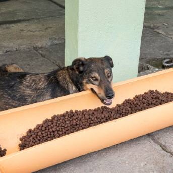 Alimento-para perros-Ringo.jpg